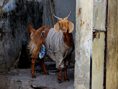 goat in North India wearing old clothes